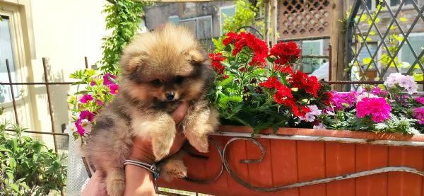 Spiz tedesco di Pomerania toy