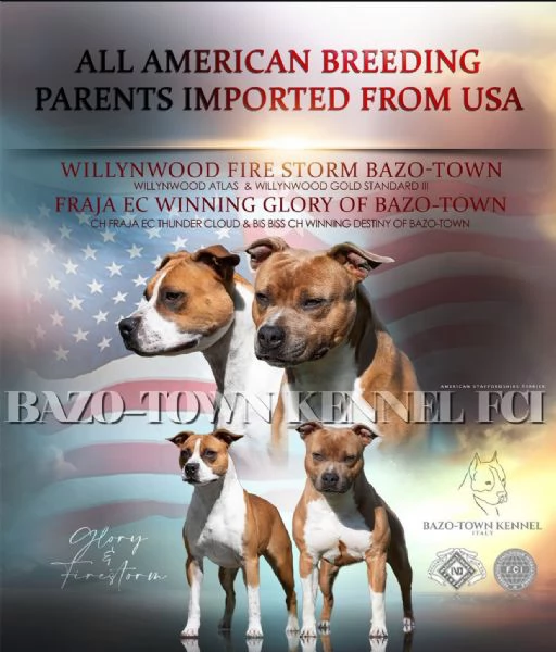 Vendo cucciolo di Amstaff di 80 giorni con pedigree 