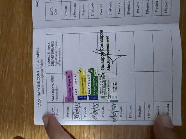 Vendo cucciolo di Amstaff di 80 giorni con pedigree  | Foto 3