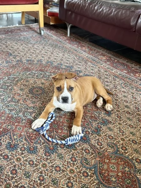 Vendo cucciolo di Amstaff di 80 giorni con pedigree  | Foto 2