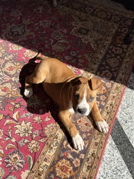 Vendo cucciolo di Amstaff di 80 giorni con pedigree  | Foto 1