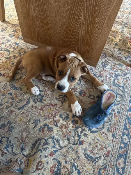 Vendo cucciolo di Amstaff di 80 giorni con pedigree  | Foto 0