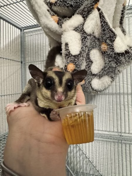 Coppia di Petauri dello zucchero - maschi + Gabbia