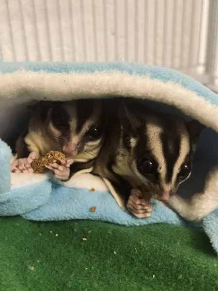 Coppia di Petauri dello zucchero - maschi + Gabbia | Foto 2