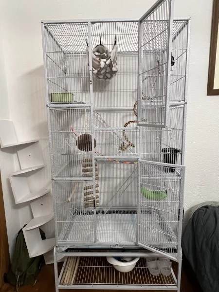 Coppia di Petauri dello zucchero - maschi + Gabbia | Foto 1