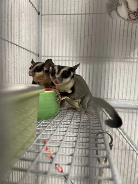 Coppia di Petauri dello zucchero - maschi + Gabbia | Foto 0