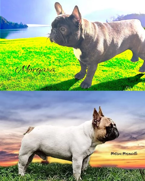 Cuccioli bulldog francesi altissima genealogia 