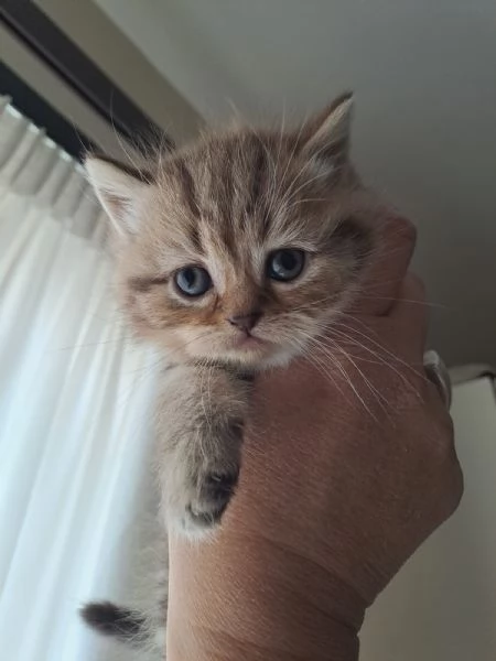 Gattini Scottish Straight  | Foto 5