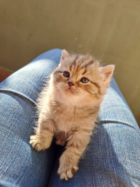 Gattini Scottish Straight 