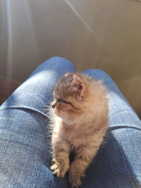 Gattini Scottish Straight  | Foto 0