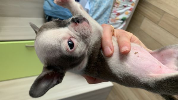 Bulldog francese  | Foto 4