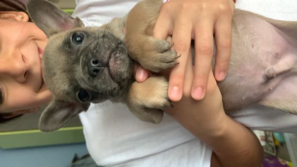 Bulldog francese  | Foto 3