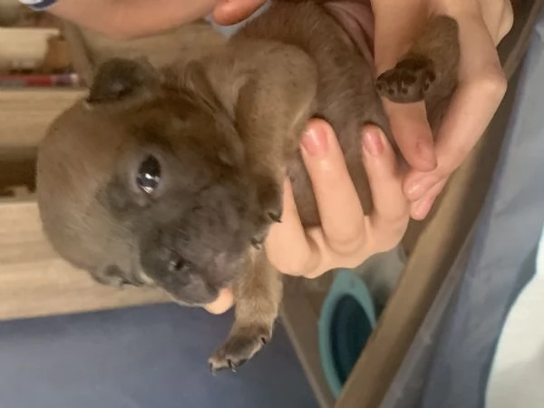 Bulldog francese  | Foto 2