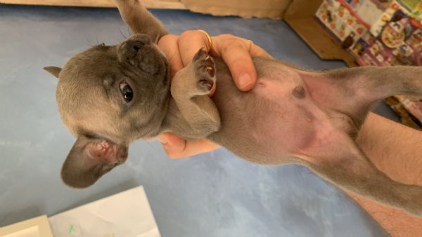 Bulldog francese  | Foto 1