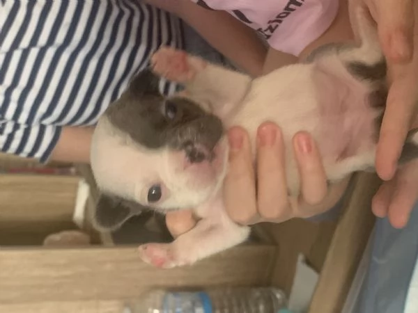 Bulldog francese  | Foto 0