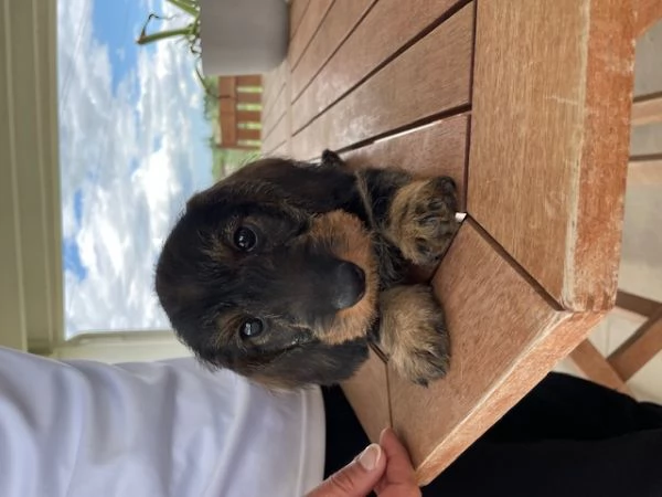 meravigliosi 2 cuccioli di bassotto pelo duro