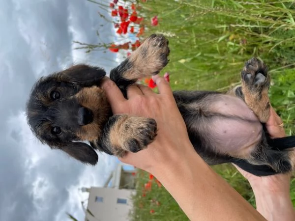 meravigliosi 2 cuccioli di bassotto pelo duro | Foto 0