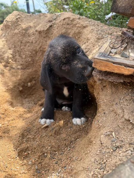 Cuccioli simil labrador, beagle