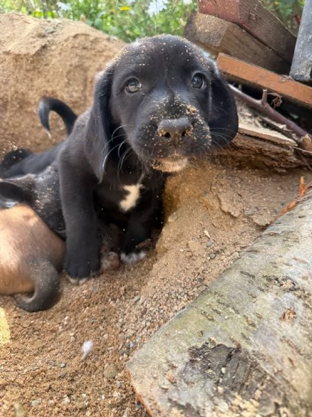 Cuccioli simil labrador, beagle | Foto 3