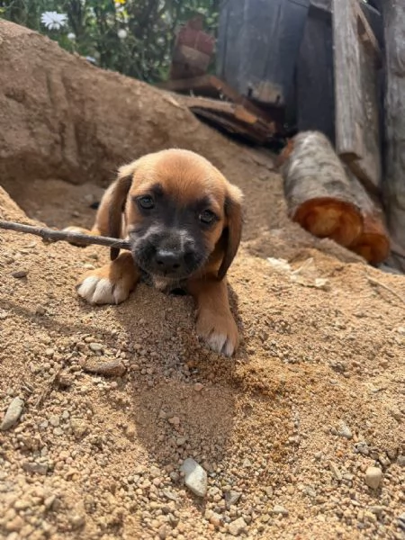 Cuccioli simil labrador, beagle | Foto 2