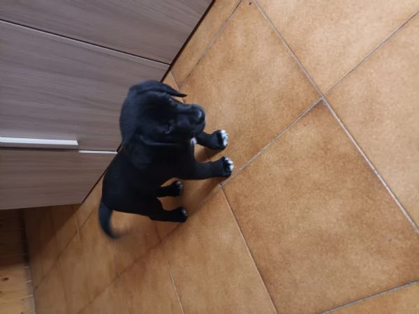 Cuccioli simil labrador, beagle | Foto 1