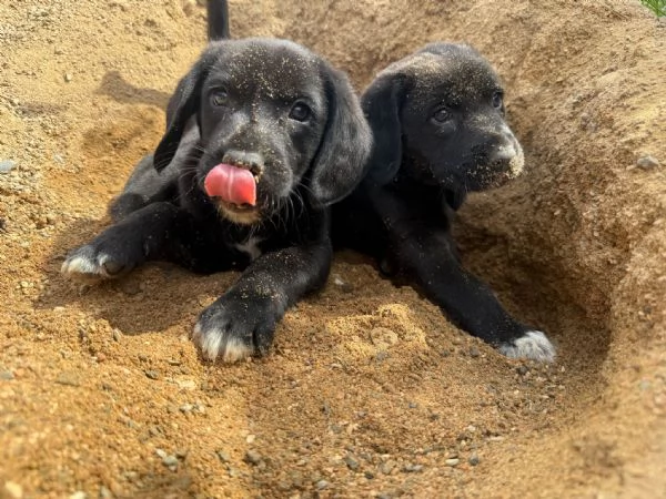 Cuccioli simil labrador, beagle | Foto 0