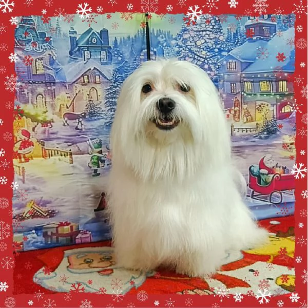 Maltese Toy bellissimi