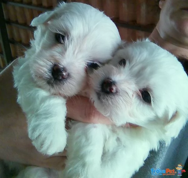 Maltese Toy bellissimi | Foto 2