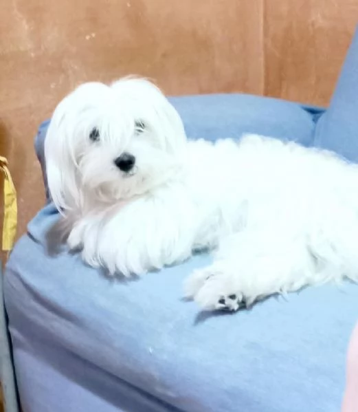 Maltese Toy bellissimi | Foto 1