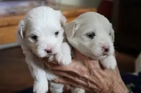 Maltese Toy bellissimi | Foto 0