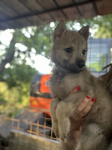 Cuccioli di cane lupo cecoslovacco 
