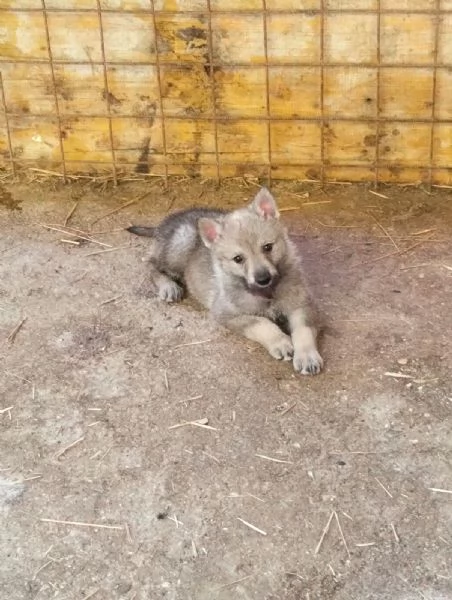 Cuccioli di cane lupo cecoslovacco  | Foto 6