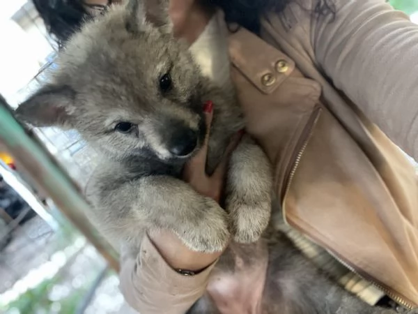 Cuccioli di cane lupo cecoslovacco  | Foto 5