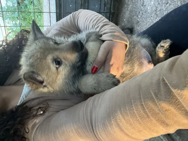 Cuccioli di cane lupo cecoslovacco  | Foto 4