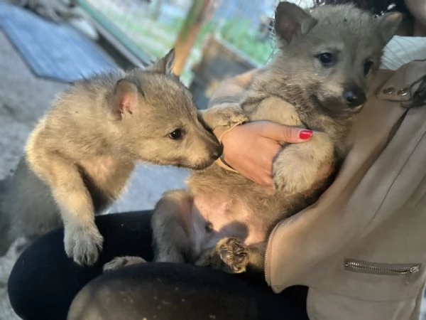 Cuccioli di cane lupo cecoslovacco  | Foto 3