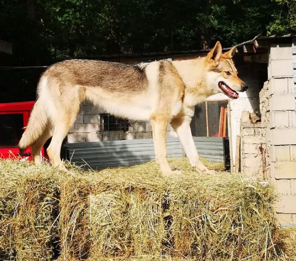 Cuccioli di cane lupo cecoslovacco  | Foto 2