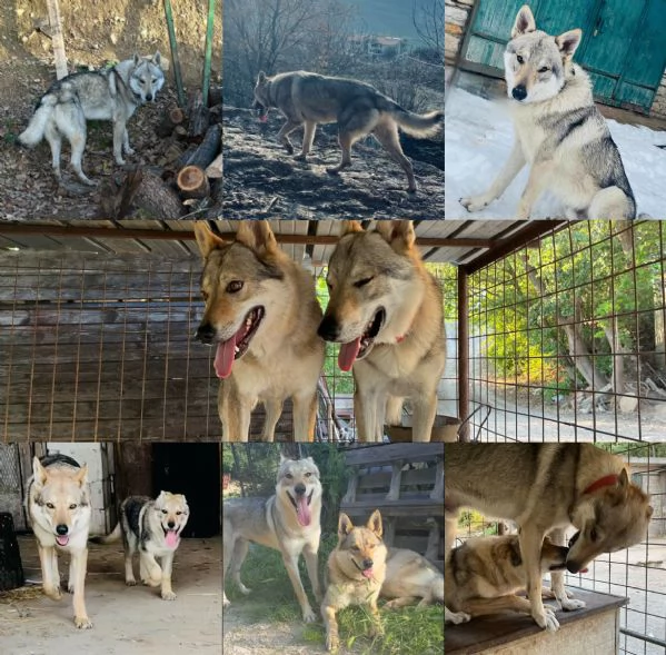 Cuccioli di cane lupo cecoslovacco  | Foto 1