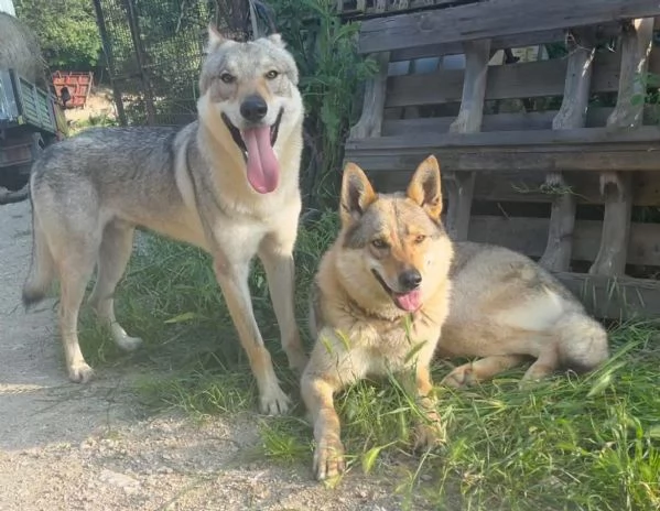 Cuccioli di cane lupo cecoslovacco  | Foto 0