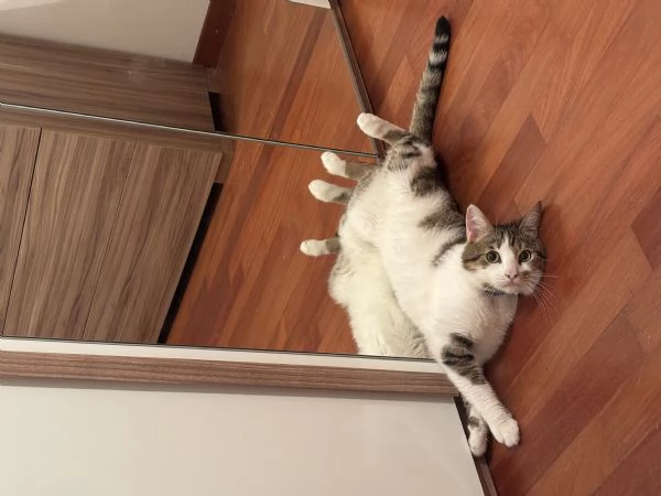 Leo cerca una nuova casa | Foto 2