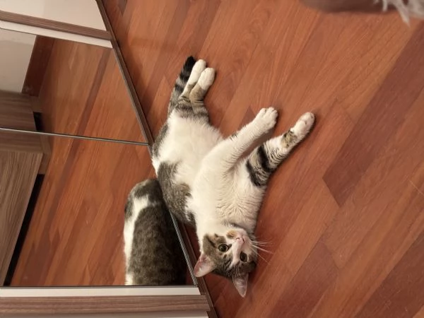 Leo cerca una nuova casa | Foto 1