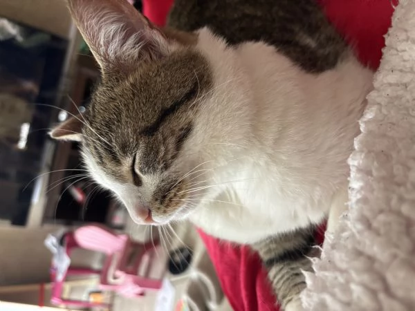 Leo cerca una nuova casa | Foto 0