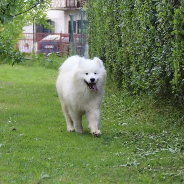 Cucciolo Samoyedo | Foto 1