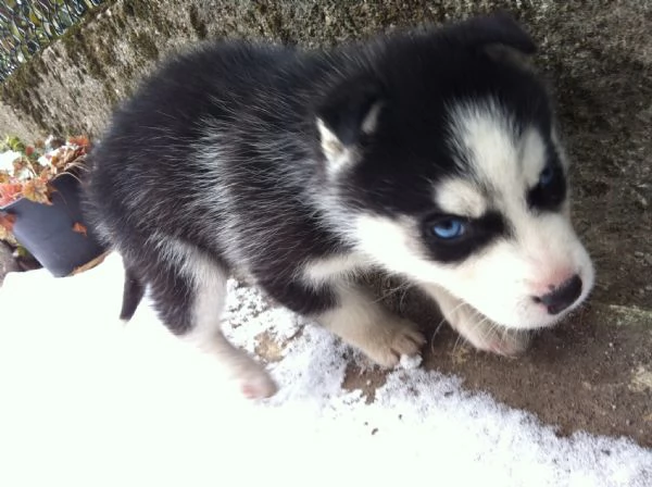 Cuccioli Husky Siberiano: Maschio e Femmina, Unica Occasione! | Foto 0