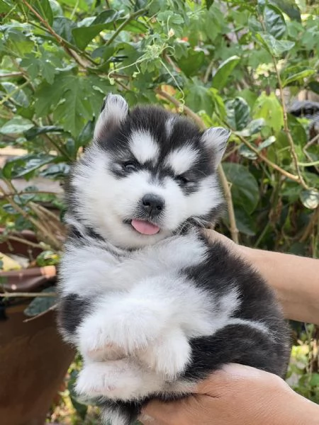 Cuccioli Husky Siberiano – Ideali per la Tua Famiglia!
