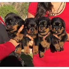 Cuccioli di Rottweiler di alta qualità in vendita | Foto 0