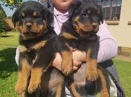 Cuccioli di Rottweiler speciali in vendita