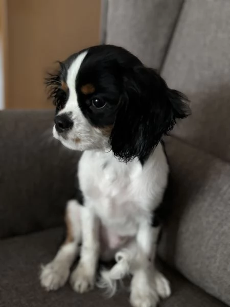 Cavalier king tricolor maschio 