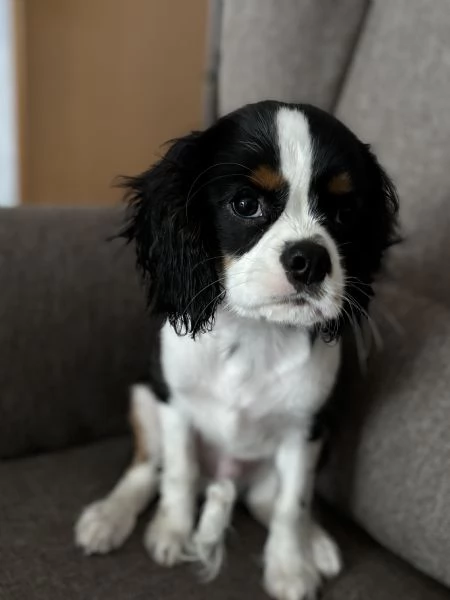 Cavalier king tricolor maschio  | Foto 0