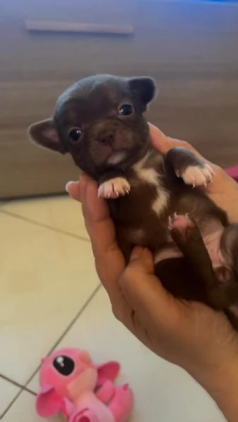 Cuccioli chihuahua 