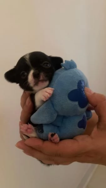 Cuccioli chihuahua  | Foto 2